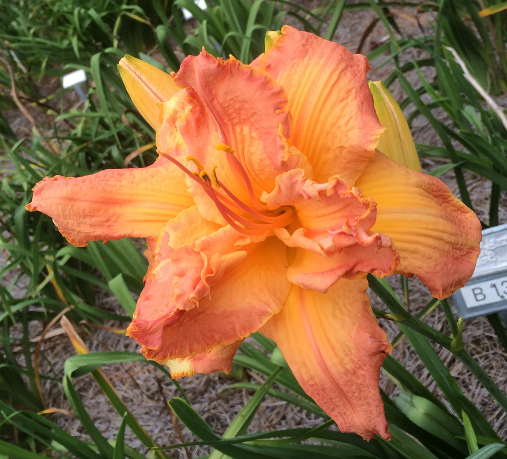 BIG FUSS Bell s Daylily Garden