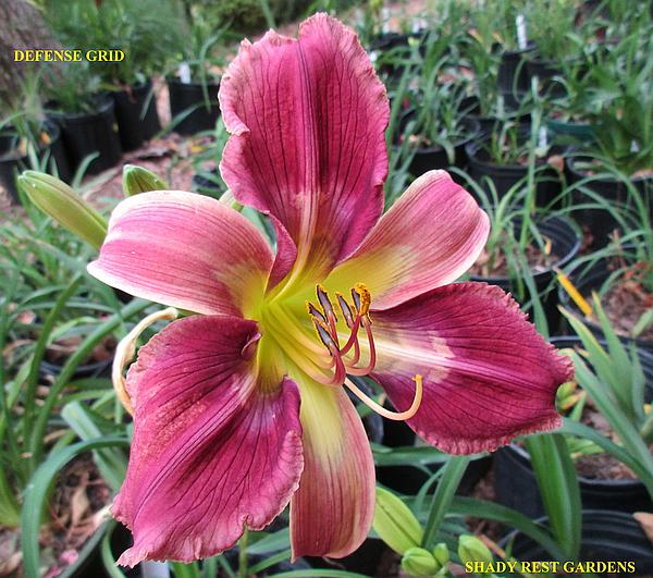 DEFENSE GRID Bell s Daylily Garden