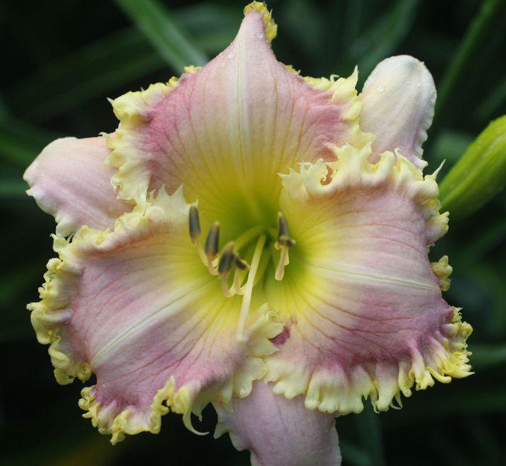 Aunt Ruthie Bell s Daylily Garden