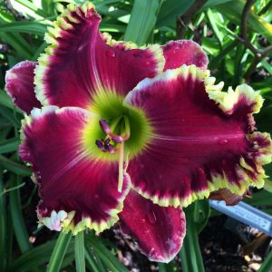 future | Media Categories | Bell's Daylily Garden