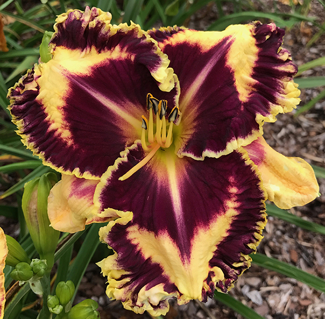 IF LOOKS COULD KILL Bell s Daylily Garden