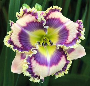 SHARON BROWN | Bell's Daylily Garden