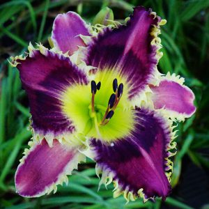 General Listings | Product categories | Bell's Daylily Garden