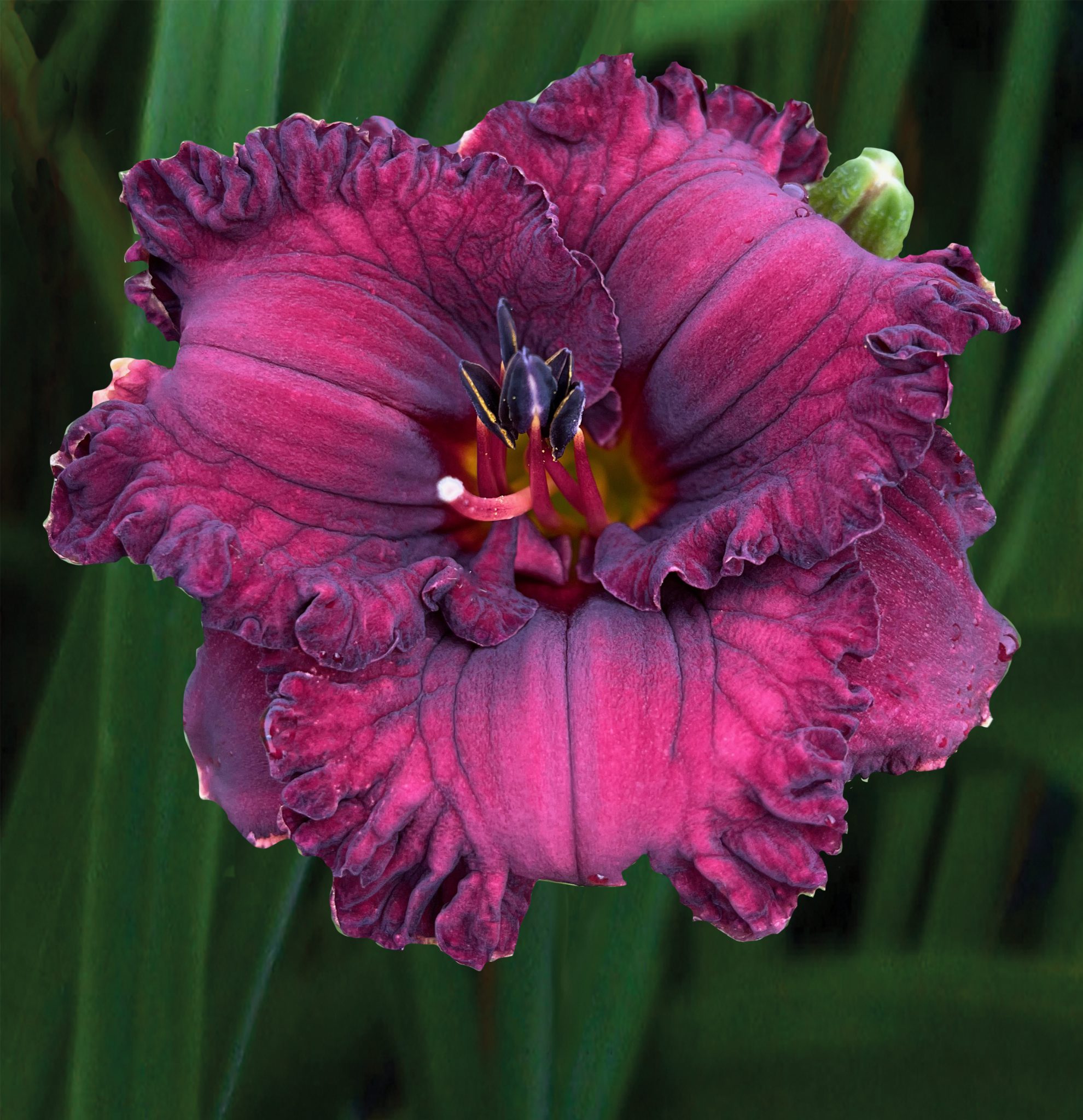 BLACK GRAPES Bell s Daylily Garden