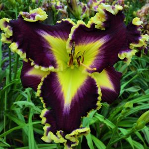 GALLANT STAR