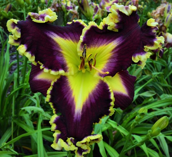 GALLANT STAR