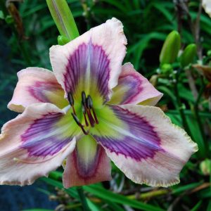 JANE'S PINK AND BLUE