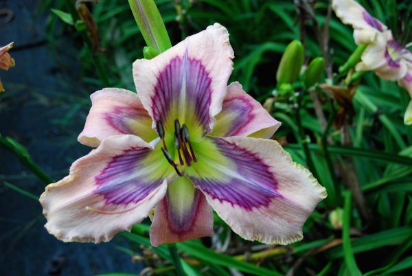 JANE'S PINK AND BLUE