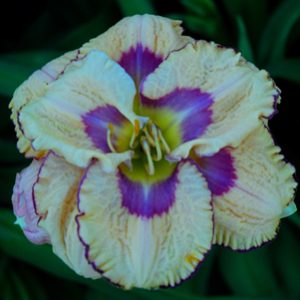 LAVENDER MOONBEAM