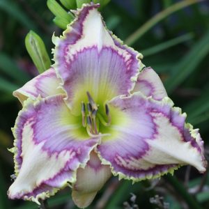 LINED IN LAVENDER