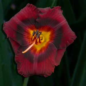 MIDNIGHT BULL'S EYE