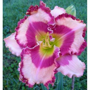 NICOLE'S FLAME ON