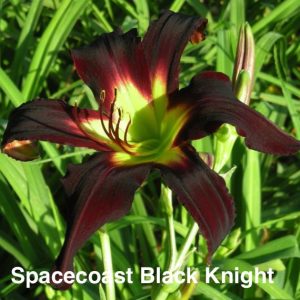 SPACECOAST BLACK KNIGHT