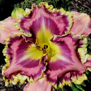 VENETIAN RUFFLES