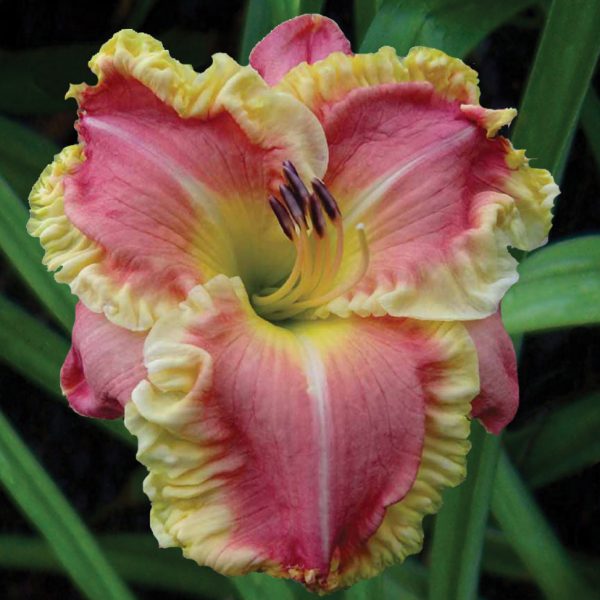 VERGE OF GLORY
