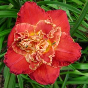 DELICIOUSLY RED