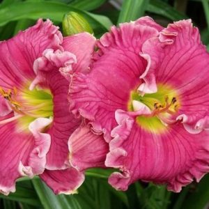 RUFFLED PINK PERFECTION