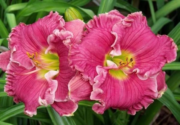RUFFLED PINK PERFECTION
