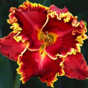 SPACECOAST CASINO RED