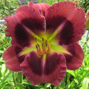 TAVARES DARK STAR