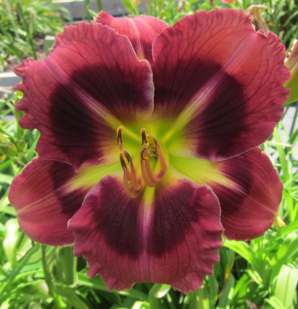 TAVARES DARK STAR