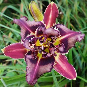 HEAVENLY DOUBLE SHARK BITE