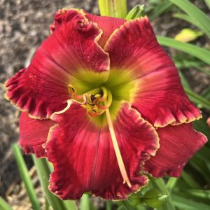 MY HEART BELONGS TO FRED