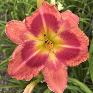 PROUD TO BE AN AMERICAN