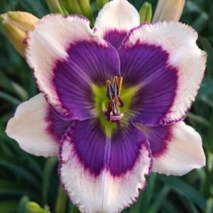 SPACECOAST ALL SEEING EYE