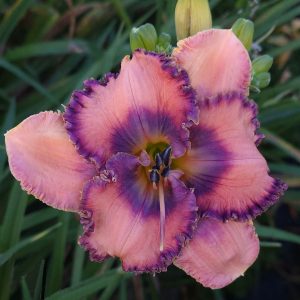 SPACECOAST BRAIN TEASER