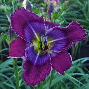 SPACECOAST MEDIEVAL MASK