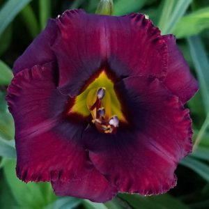 SPACECOAST BRANDYWINE KISSES