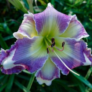 SPACECOAST BUTTERFLY KISSES