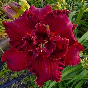 SPACECOAST DOUBLE HOT SHOT