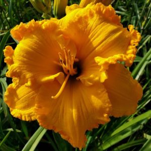 SPACECOAST GOLD DOUBLOON