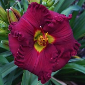 SPACECOAST GRAND MASTER