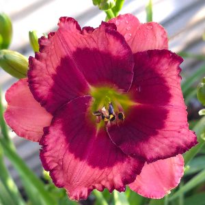 SPACECOAST MY LITTLE VALENTINE