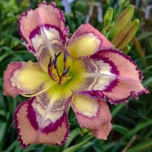 SPACECOAST RAVE REFLECTIONS