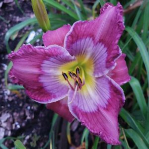 SPACECOAST ROAD KING