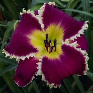 SPACECOAST VAMPIRE BAT